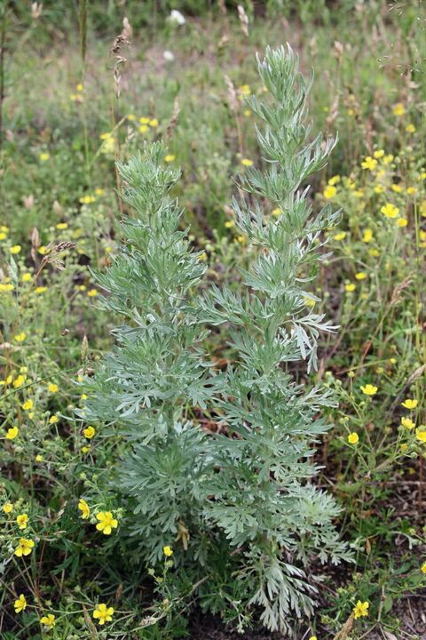 Wormwood - a raw material for the preparation of an effective anthelmintic