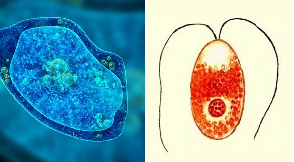 protozoan parasites dysenteric amoeba and Plasmodium falciparum
