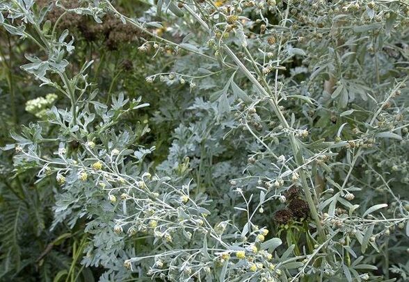 Effective against all types of parasites bitter herb Wormwood