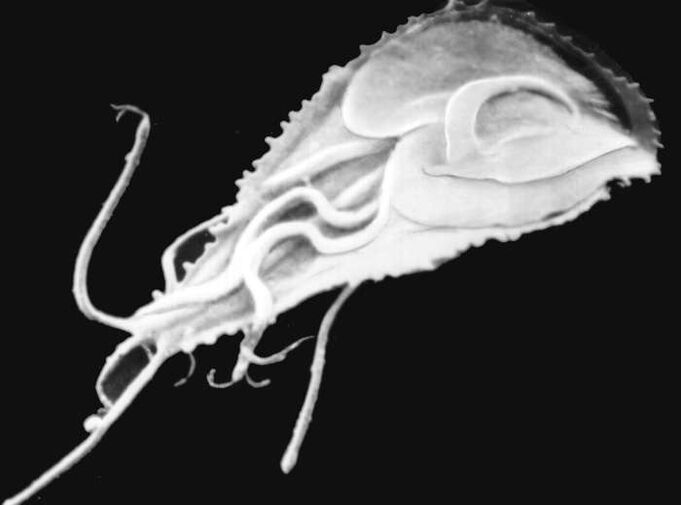 Malarian plasmodium