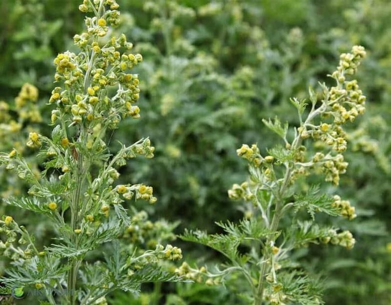 Bitter wormwood