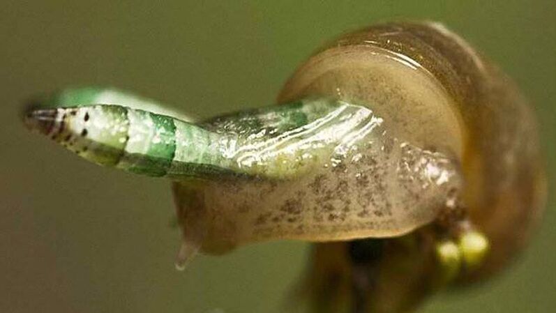 Leukochloridia is paradoxical