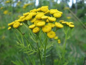 Vratiga to remove parasites from the body